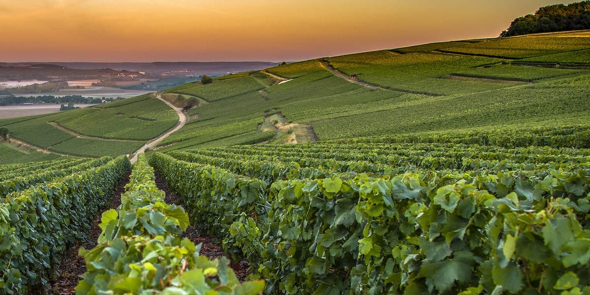 Champagne Region tour — Reims Cathedral, Moët, vineyards of Épernay